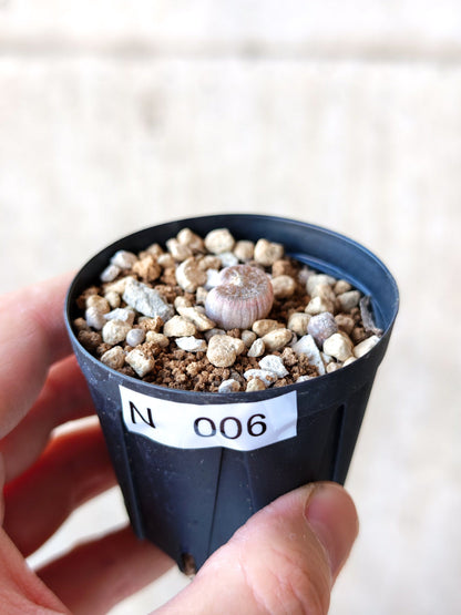 【現品限り】ブルビネ・メセンブリアントイデス ナマクエンシス 実生【N6】 Bulbine mesembryanthoides ssp namaquensis