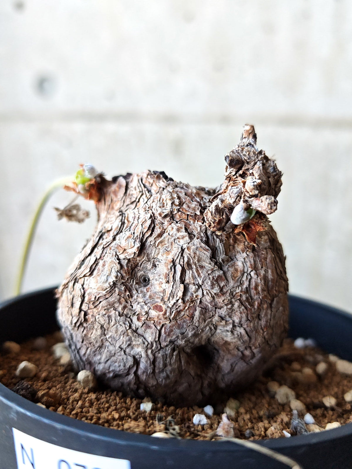 【現品限り】ペラルゴニウム・トリステ 現地株 発根済み【N70】 Pelargonium triste