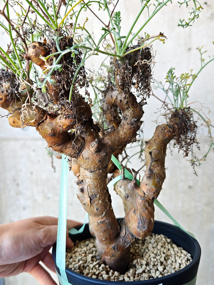 【現品限り】ペラルゴニウム・クリズミフォリウム 発根済み 現地株【N72】 Pelargonium crithmifolium