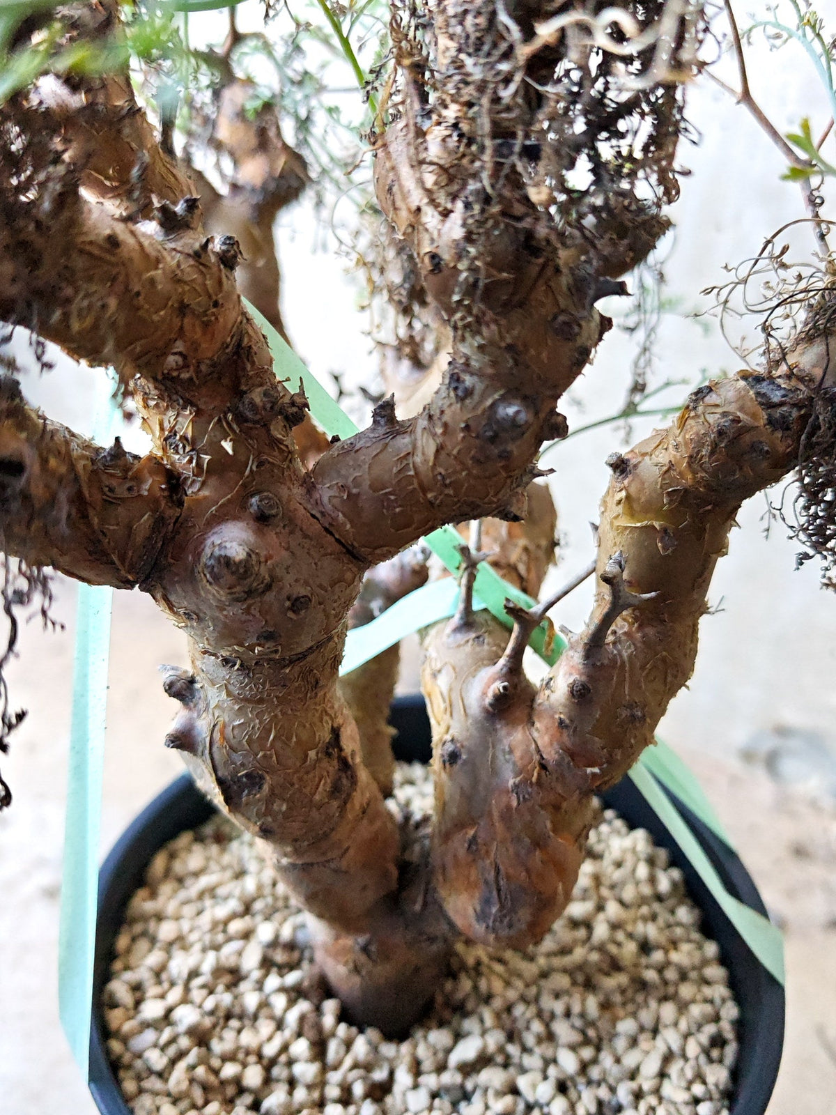 【現品限り】ペラルゴニウム・クリズミフォリウム 発根済み 現地株【N72】 Pelargonium crithmifolium