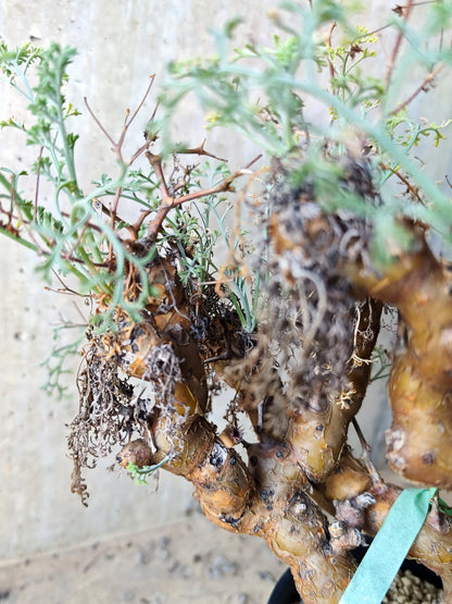 【現品限り】ペラルゴニウム・クリズミフォリウム 発根済み 現地株【N72】 Pelargonium crithmifolium