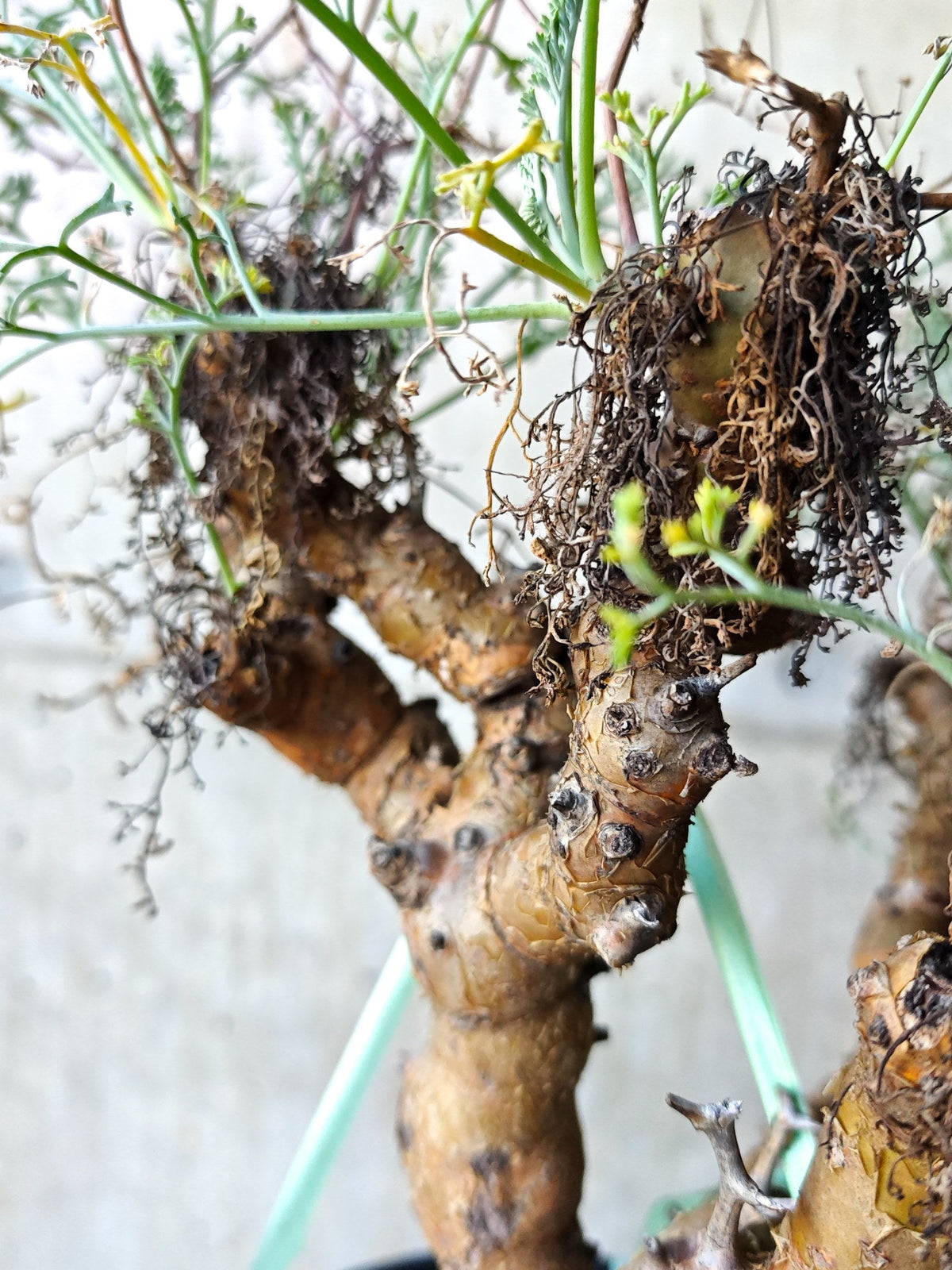【現品限り】ペラルゴニウム・クリズミフォリウム 発根済み 現地株【N72】 Pelargonium crithmifolium