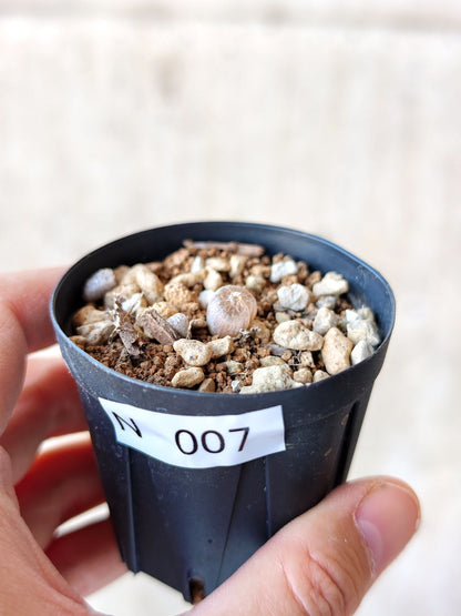【現品限り】ブルビネ・メセンブリアントイデス ナマクエンシス 実生【N7】 Bulbine mesembryanthoides ssp namaquensis