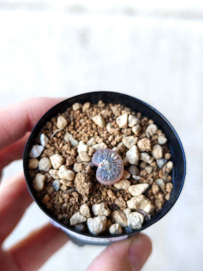 【現品限り】ブルビネ・メセンブリアントイデス ナマクエンシス 実生【N8】 Bulbine mesembryanthoides ssp namaquensis