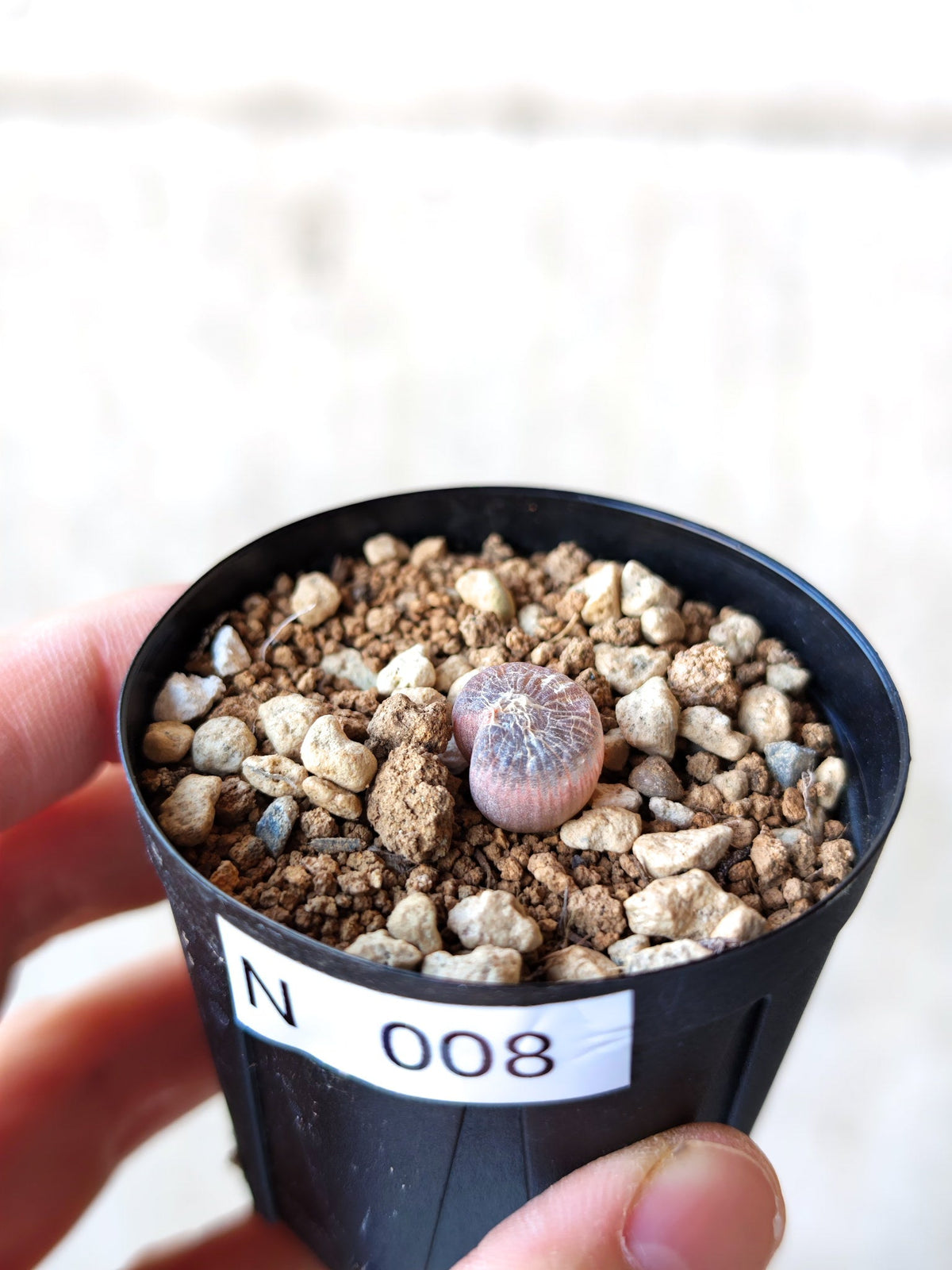 【現品限り】ブルビネ・メセンブリアントイデス ナマクエンシス 実生【N8】 Bulbine mesembryanthoides ssp namaquensis
