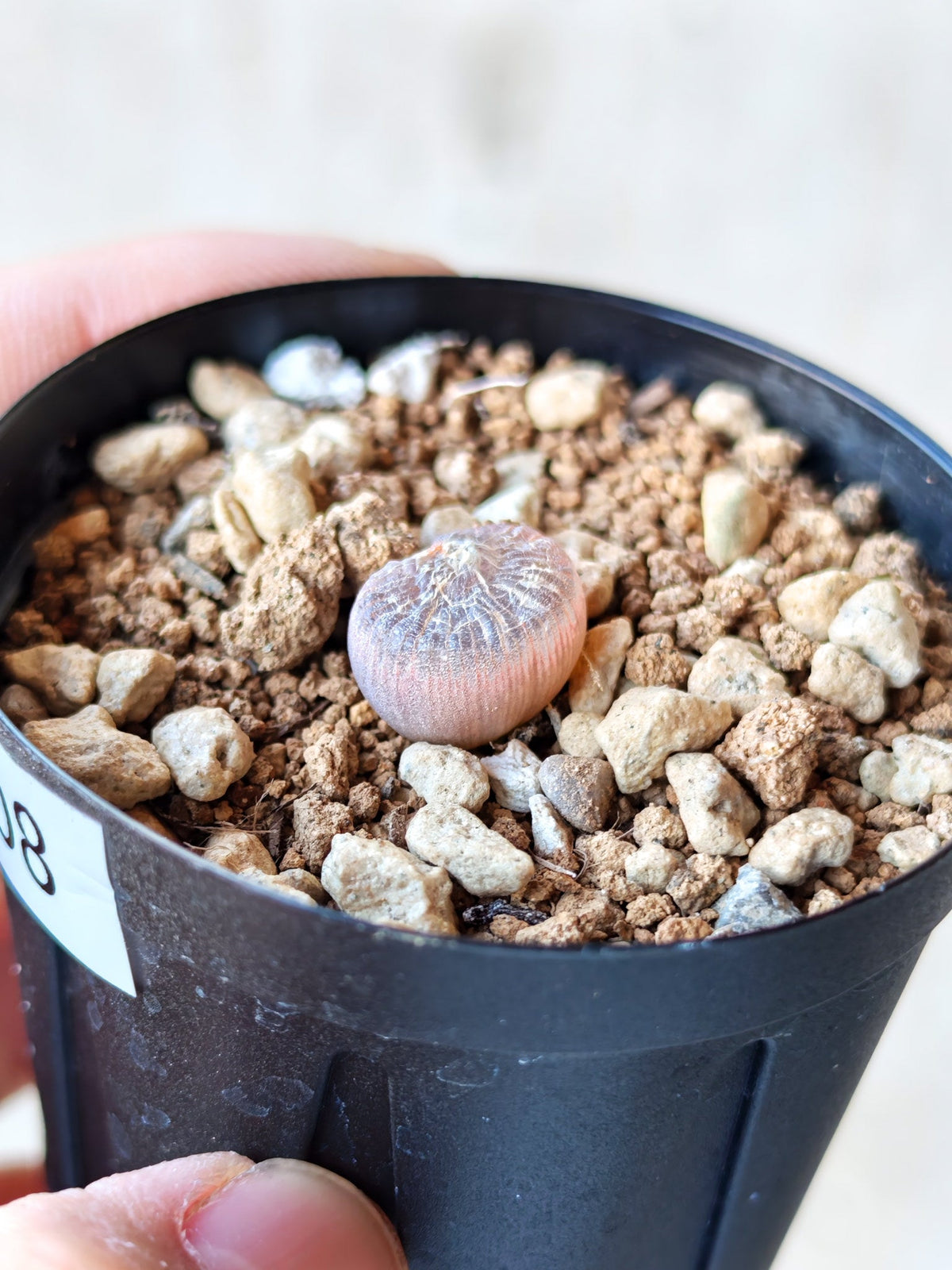 【現品限り】ブルビネ・メセンブリアントイデス ナマクエンシス 実生【N8】 Bulbine mesembryanthoides ssp namaquensis