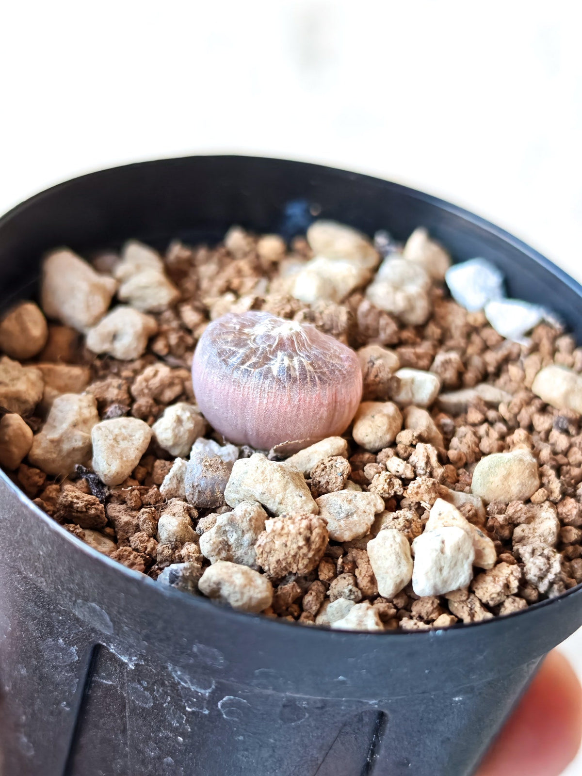 【現品限り】ブルビネ・メセンブリアントイデス ナマクエンシス 実生【N8】 Bulbine mesembryanthoides ssp namaquensis