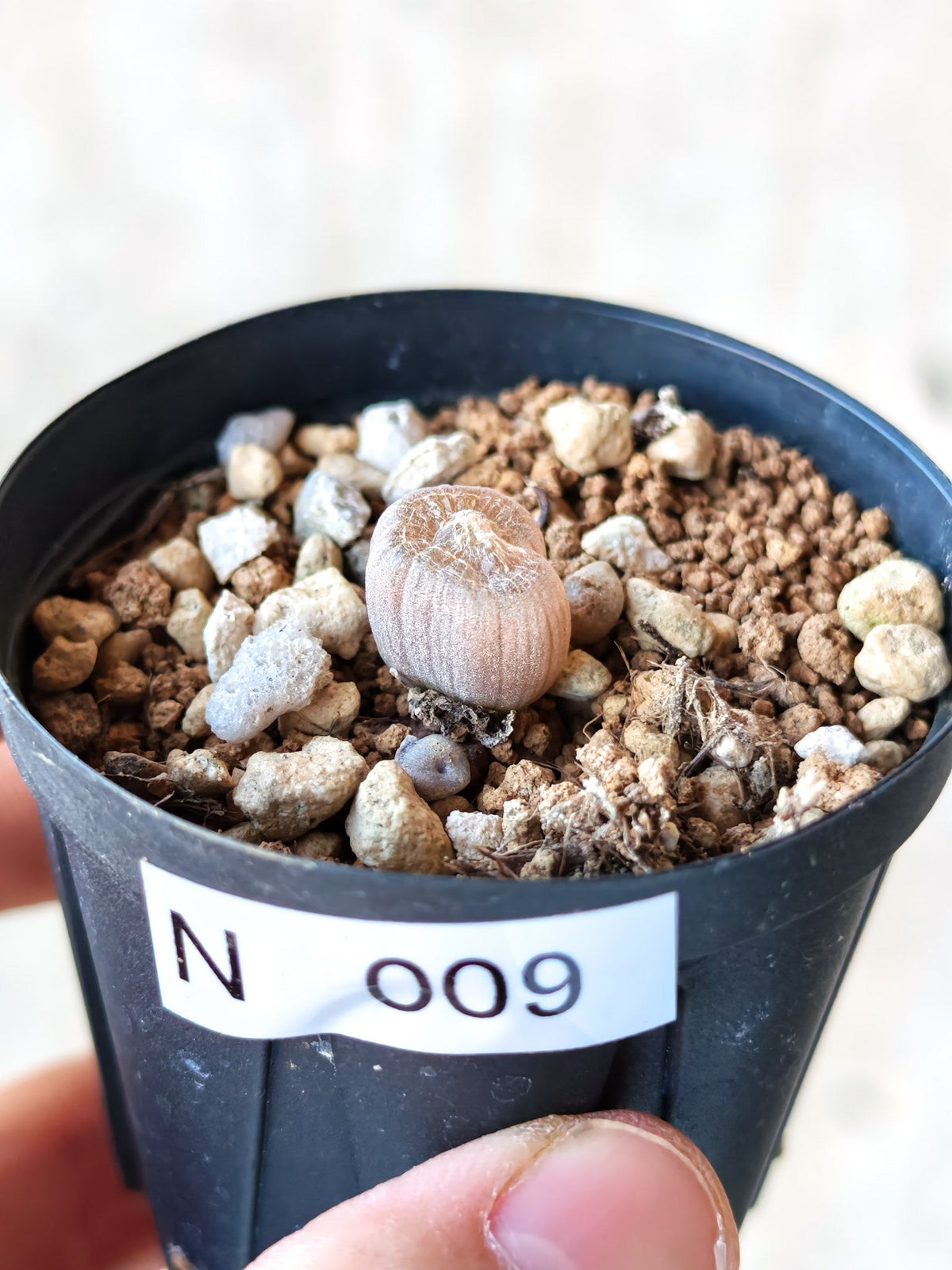 【現品限り】ブルビネ・メセンブリアントイデス ナマクエンシス 実生【N9】 Bulbine mesembryanthoides ssp namaquensis