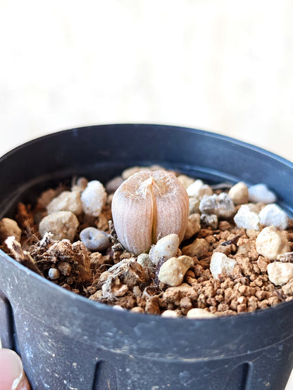 【現品限り】ブルビネ・メセンブリアントイデス ナマクエンシス 実生【N9】 Bulbine mesembryanthoides ssp namaquensis