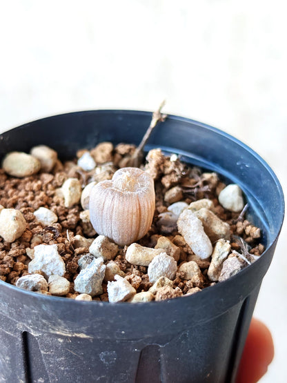 【現品限り】ブルビネ・メセンブリアントイデス ナマクエンシス 実生【N9】 Bulbine mesembryanthoides ssp namaquensis