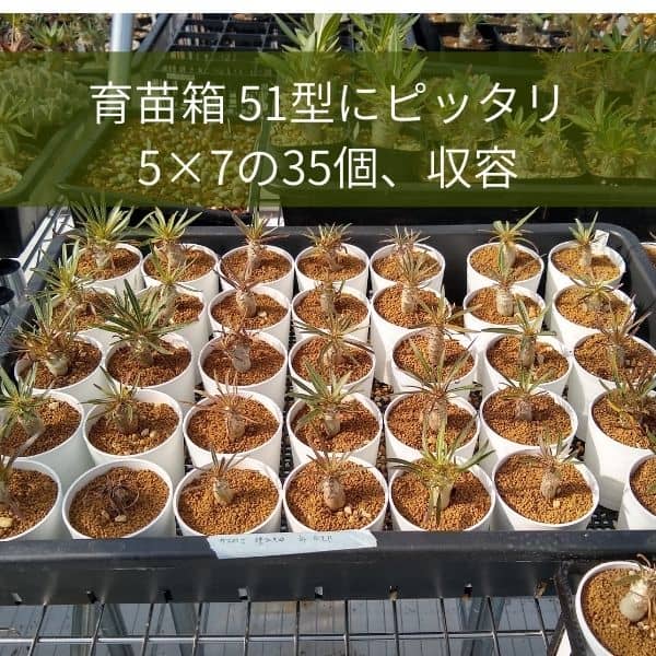 セラアート 長鉢 2.5号 ブラック プラ鉢 – プラントブラザーズ
