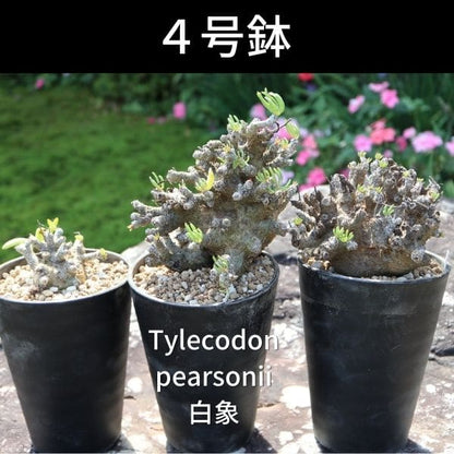 セラアート 長鉢 4号 ブラック プラ鉢