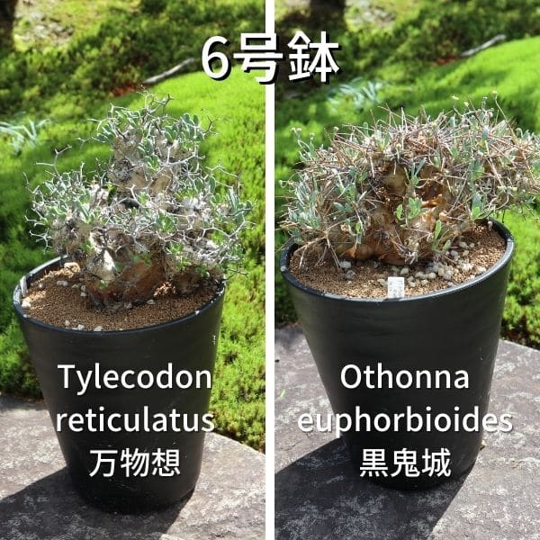 セラアート 長鉢 6号 ブラック プラ鉢