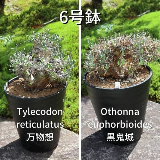 セラアート 長鉢 6号 ホワイト プラ鉢