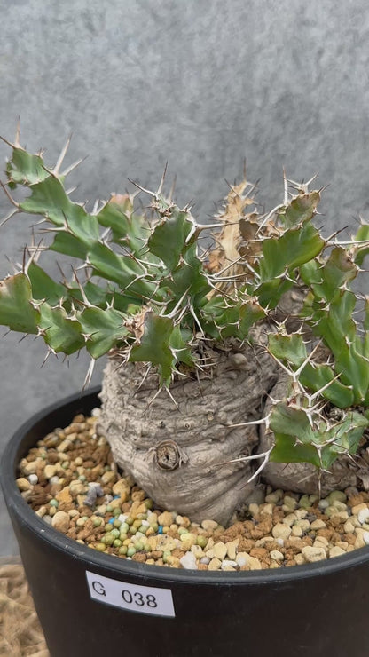 【現品限り】ユーフォルビア・クラビゲラ 現地株 発根済み ベストなサイズ感【G38】 Euphorbia clavigera