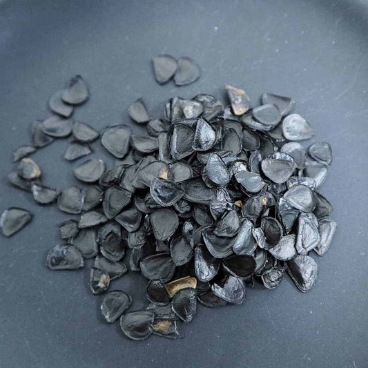 Agave americana ssp. americana / アガベ・アメリカーナ