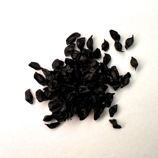 Aloe andringitrensis / アロエ・アンドリンギトレンシス