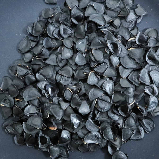 Agave angustifolia / アガベ・アンガスティフォリア