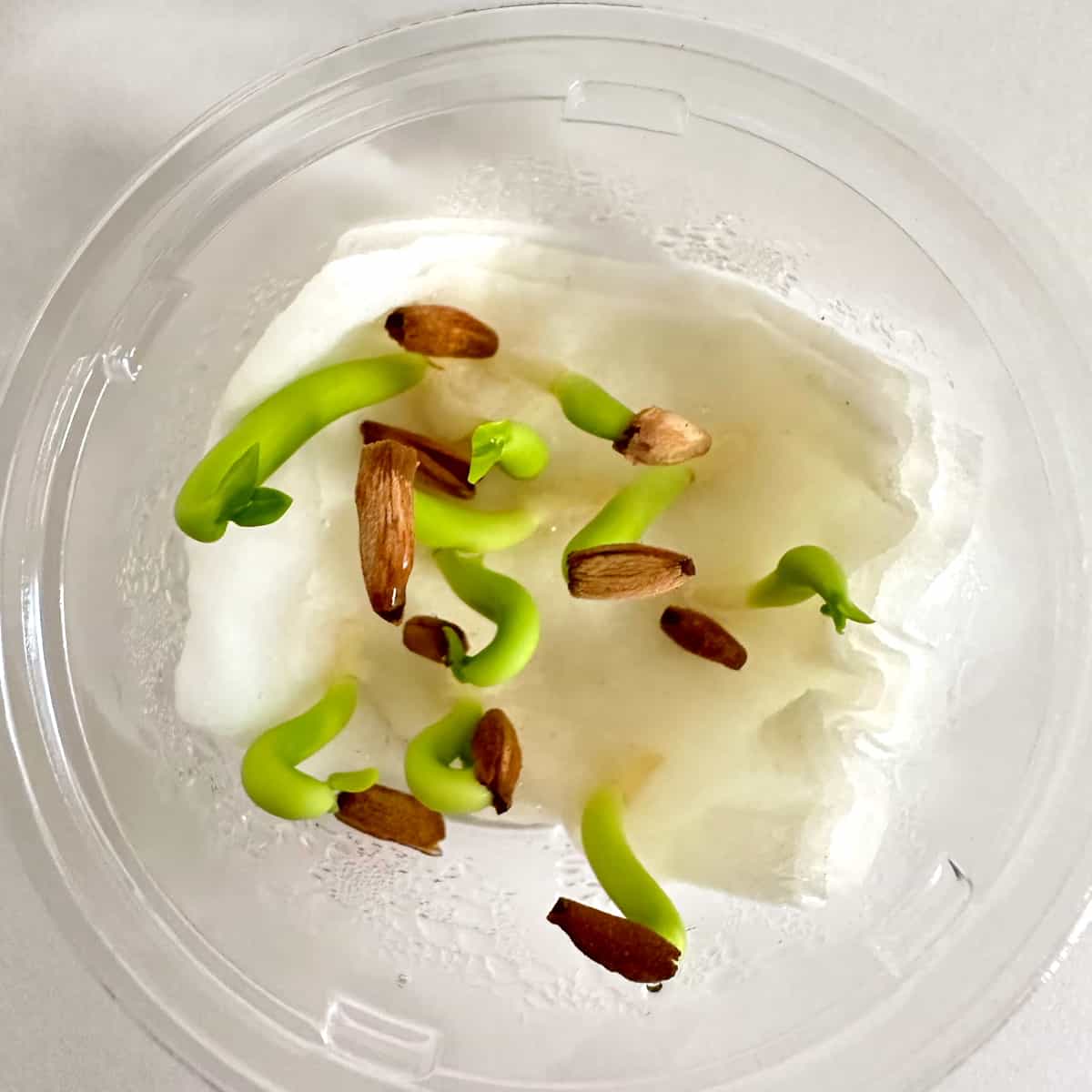 Adenium arabicum / アデニウム・アラビカム [栽培採種]