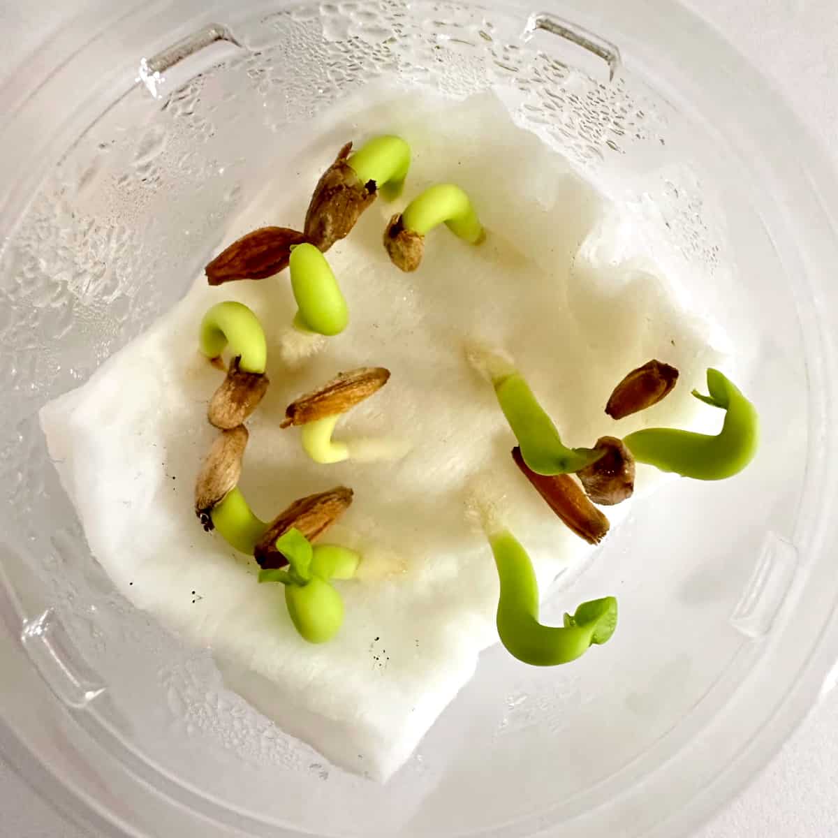 Adenium arabicum Dwarf / アデニウム・アラビカム ドワーフタイプ [栽培採種]