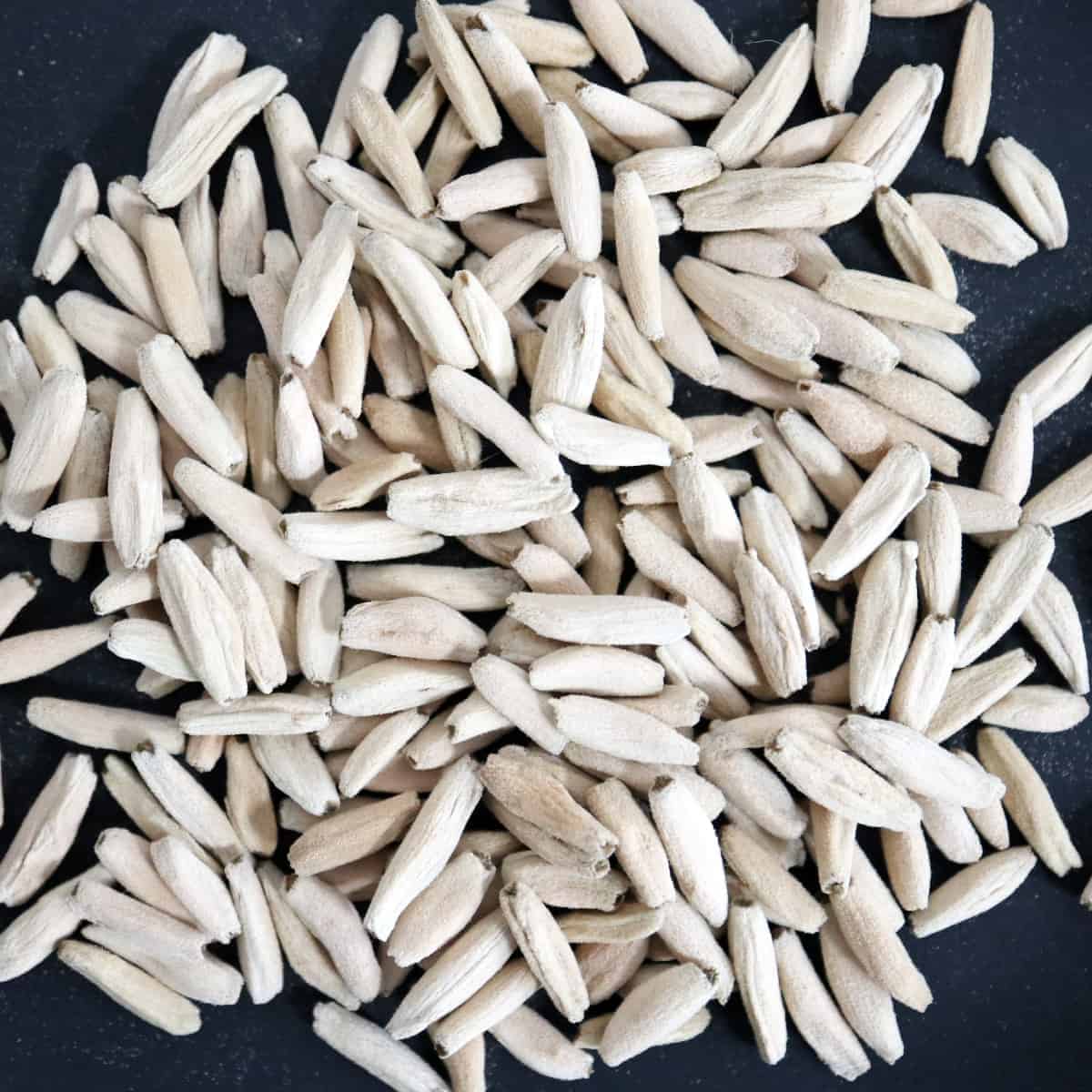 Adenium arabicum Dwarf / アデニウム・アラビカム ドワーフタイプ [栽培採種]