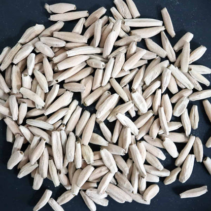 Adenium arabicum / アデニウム・アラビカム [栽培採種]