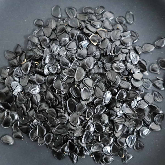 Agave asperrima ssp. zarcensis / アガベ・アスペリーマ・ザルセンシス