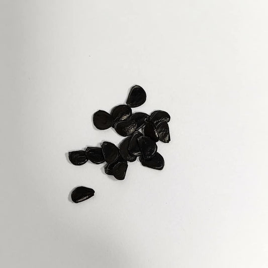 Agave avellanidens / アガベ・アベラニデンス