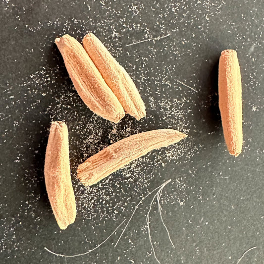 Adenium black soco / アデニウム・ブラックスキン タイソコトラナム [栽培採種]