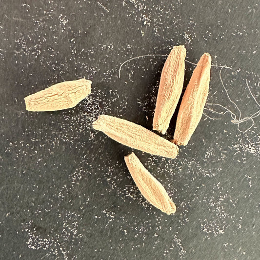 Adenium black sprddc / アデニウム・ブラックスキン SPR × DDC [栽培採種]