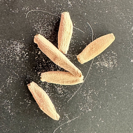 Adenium black sprkhz / アデニウム・ブラックスキン SPR × KHZ [栽培採種]