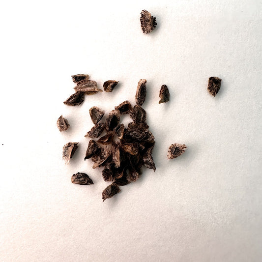 Aloe capitata var. quartziticola / アロエ・クアルトジティコラ