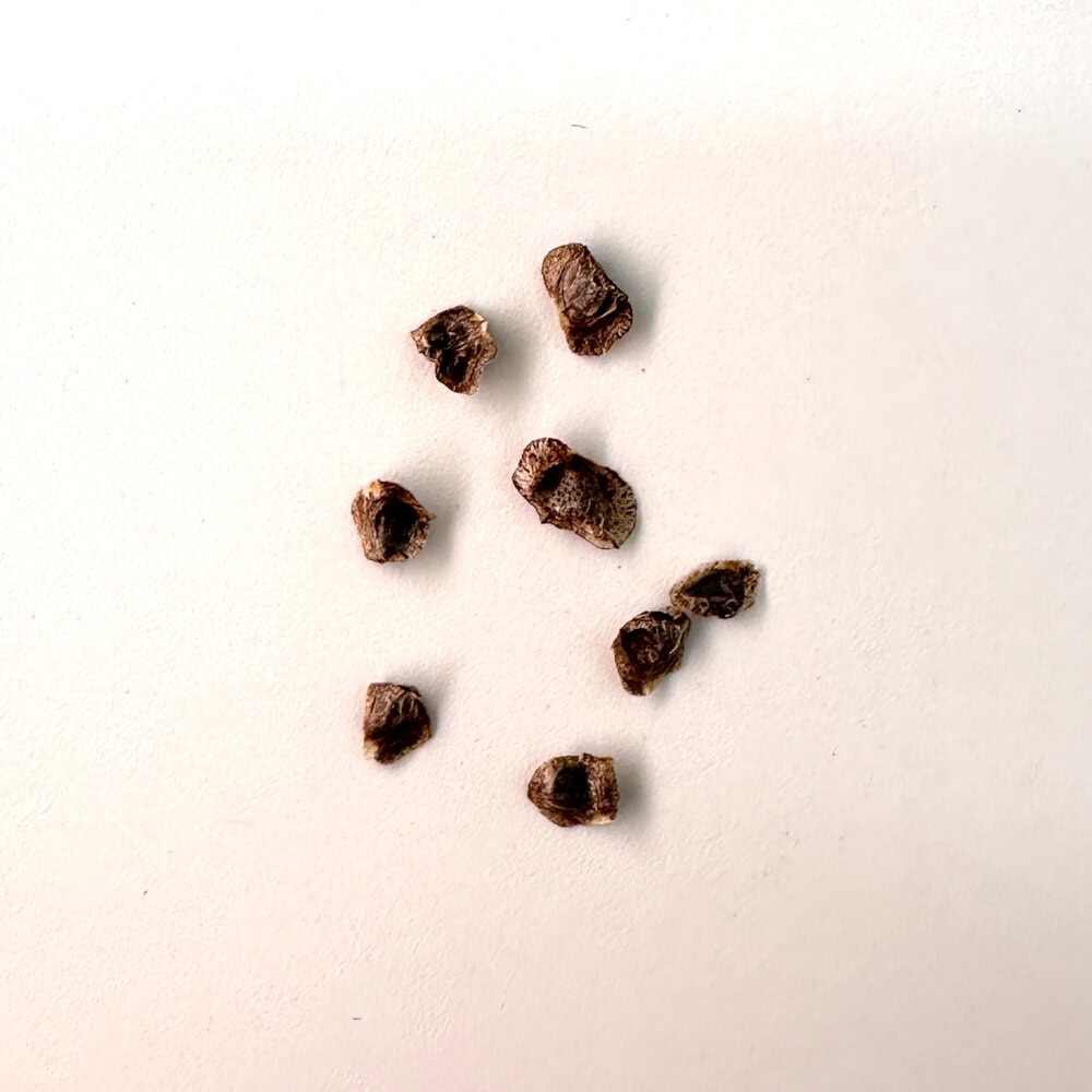 Aloe castilloniae / アロエ・カスティロニアエ [栽培採種]