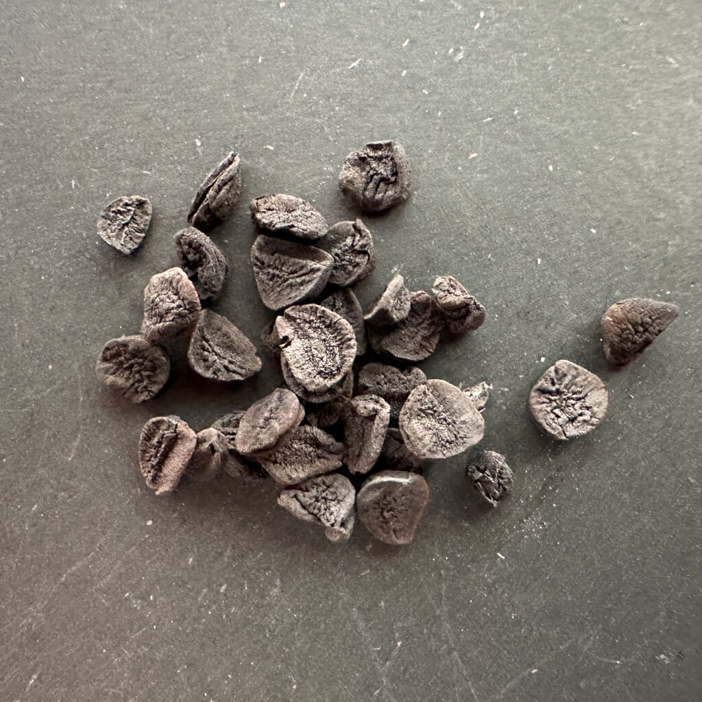 Albuca concordiana / アルブカ・コンコルディアナ [現地採種]