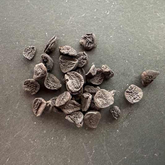 Albuca concordiana / アルブカ・コンコルディアナ [現地採種]