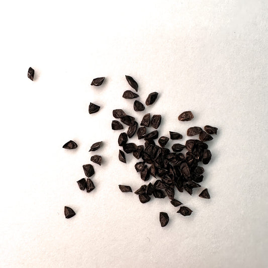 Aloe conifera / アロエ・コニフェラ