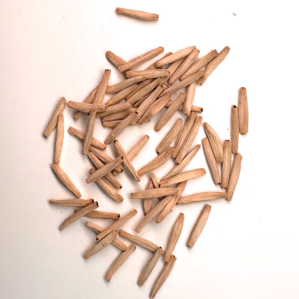 Adenium crispum / アデニウム・クリスパム