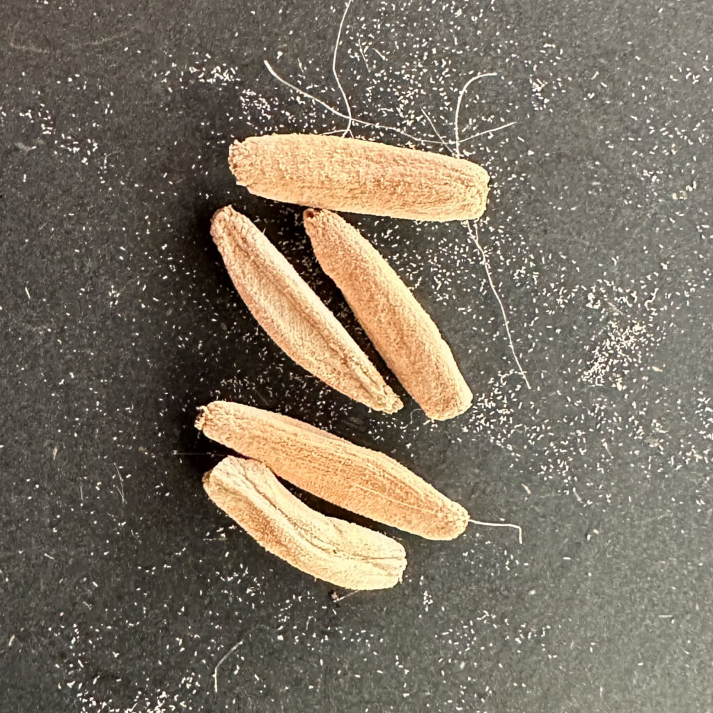 Adenium DHA CDP / アデニウム・ドーセットホーン CDP 獅子葉 [栽培採種]