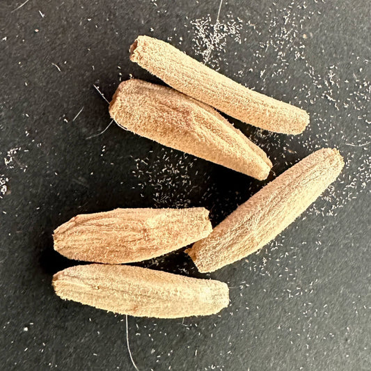 Adenium DHA PMK / アデニウム・ドーセットホーン PMK 獅子葉 [栽培採種]