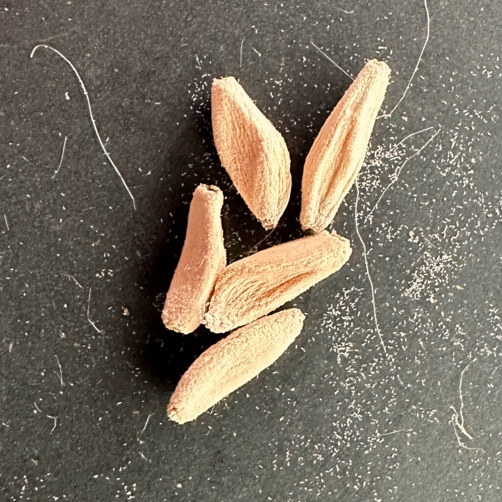 Adenium DHA PSN / アデニウム・ドーセットホーン PSN 獅子葉 [栽培採種]