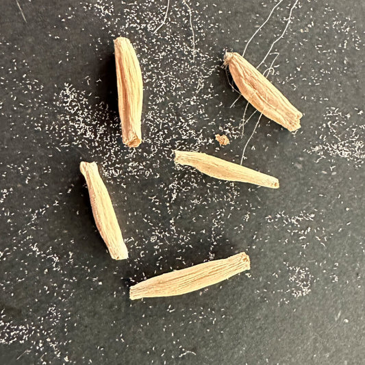 Adenium DHA sarunya / アデニウム・ドーセットホーン Sarunya 獅子葉 [栽培採種]