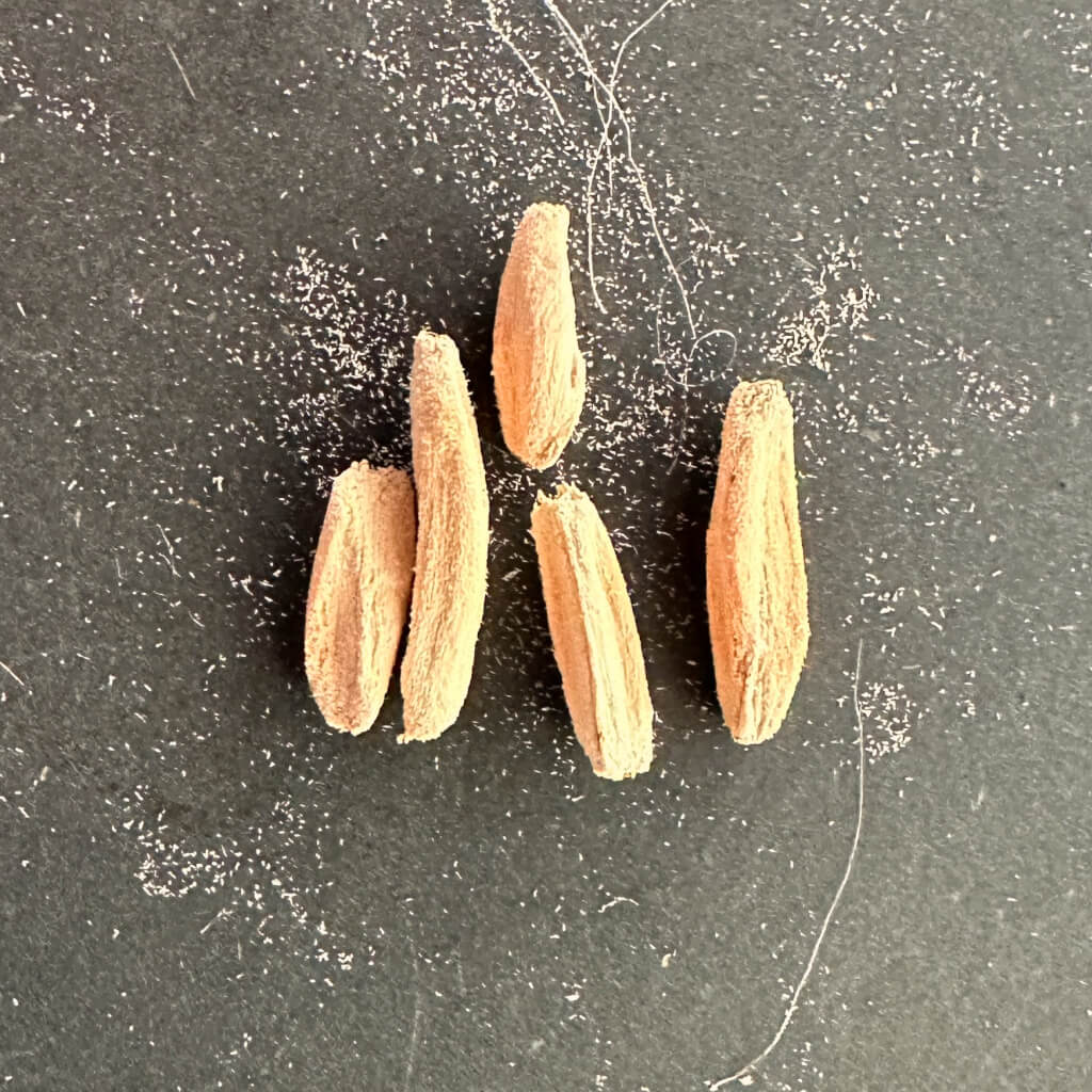 Adenium DHA SILA / アデニウム・ドーセットホーン Sila 獅子葉 [栽培採種]