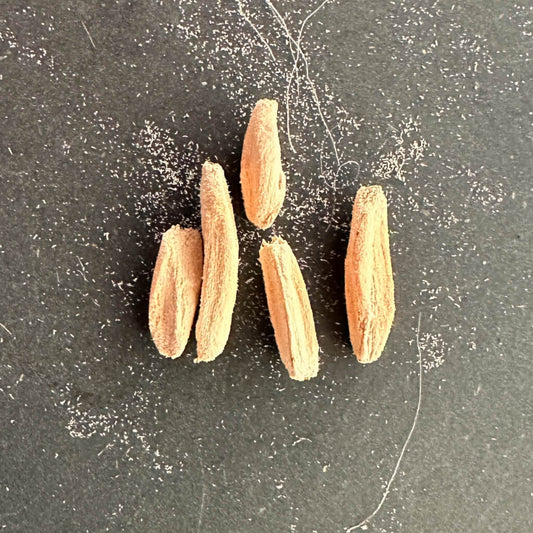 Adenium DHA SILA / アデニウム・ドーセットホーン Sila 獅子葉 [栽培採種]