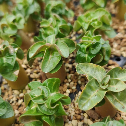 Adenium DHA / アデニウム・ドーセットホーン 獅子葉 [栽培採種]