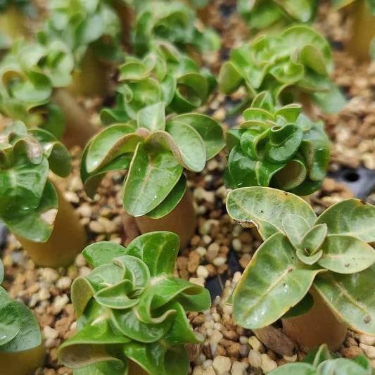 Adenium DHA / アデニウム・ドーセットホーン 獅子葉 [栽培採種]