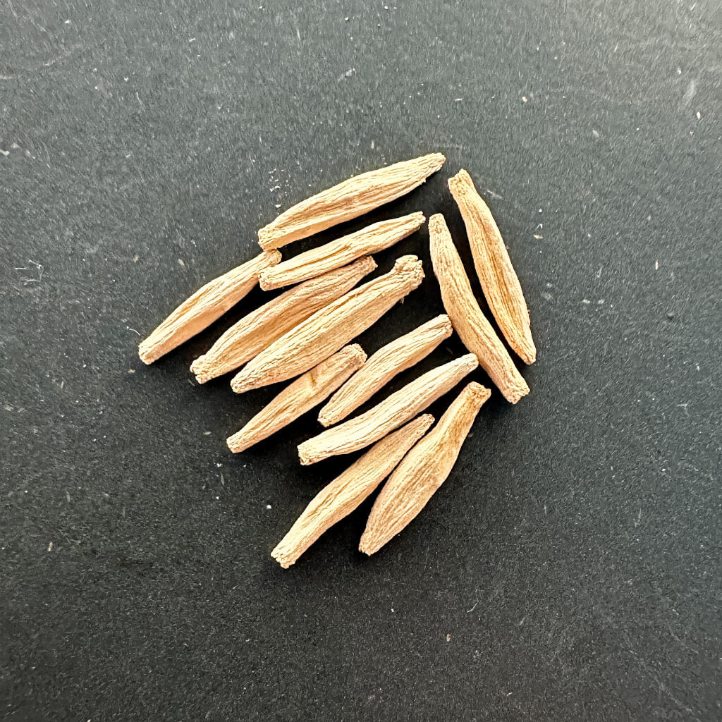 Adenium dhofarense / アデニウム・ドファレンセ [栽培採種]