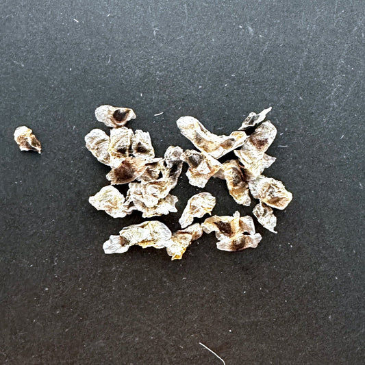 【種】アロエ・デュファレンシス[野生採種]/Aloe dhufarensis