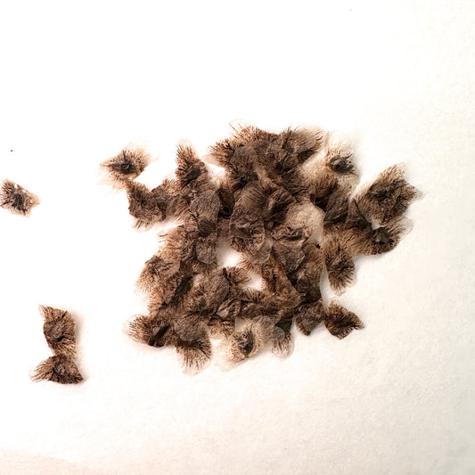 Aloe divaricata / アロエ・ディバリカータ