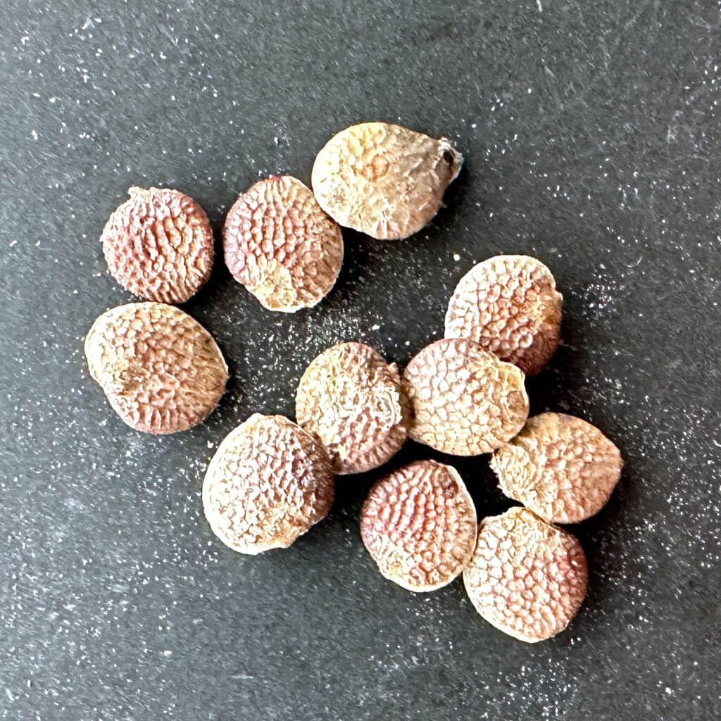 Adenia epigea / アデニア・エピゲア