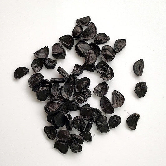 Agave ferdinandi regis / アガベ・フェルディナンディ・レギス 笹吹雪